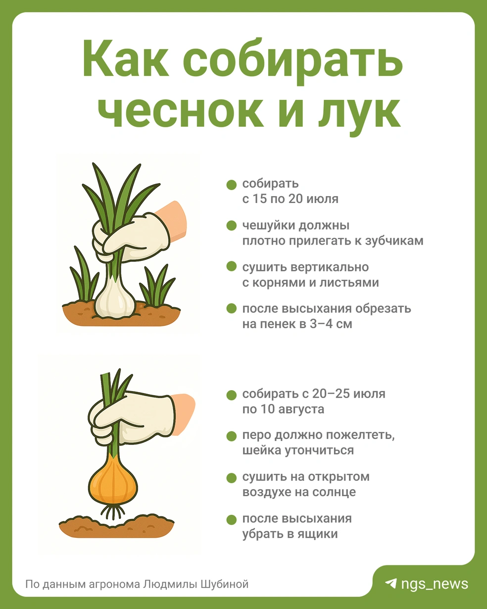 Собирать озимый чеснок можно с середины июля | Источник: Юрий Орлов / Городские медиа