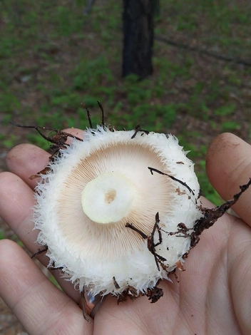 Бахрома этого груздя просто великолепна | Источник: читатель «Чита.Ру»