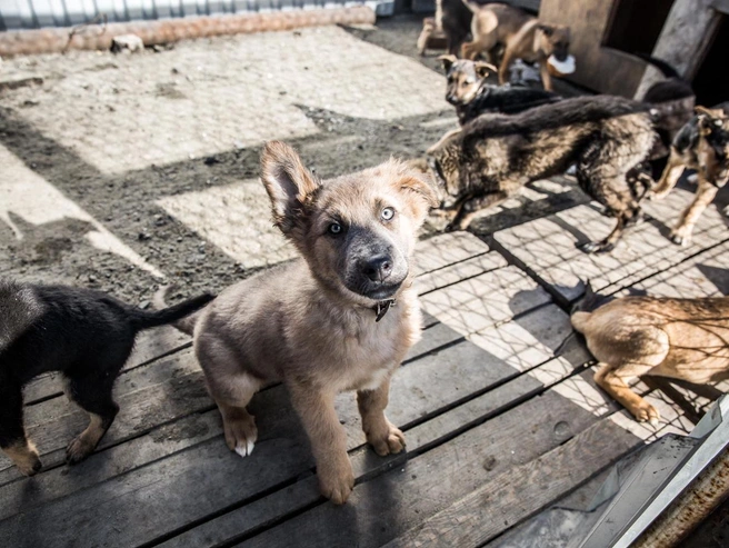 Частный приют в Октябрьском районе не способен принимать новых животных и с трудом справляется с финансовыми обязательствами. | Источник: Александр Ощепков / NGS.RU