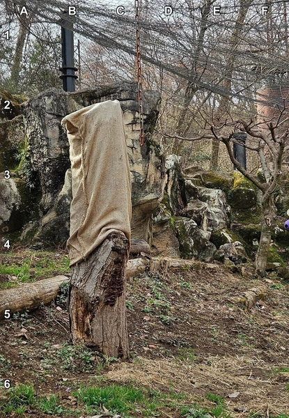 Головоломка: найдите на фотографии снежного барса | Источник: соцсети