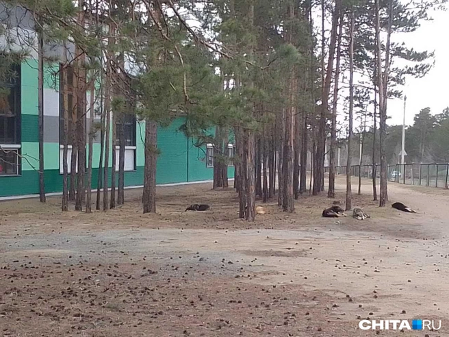 По ее словам, ответственные за отлов реагируют с опозданием и крайне неохотно | Источник: Юлия Мирсанова
