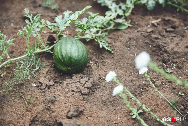 Этот еще совсем малыш | Источник: Роман Данилкин / 63.RU