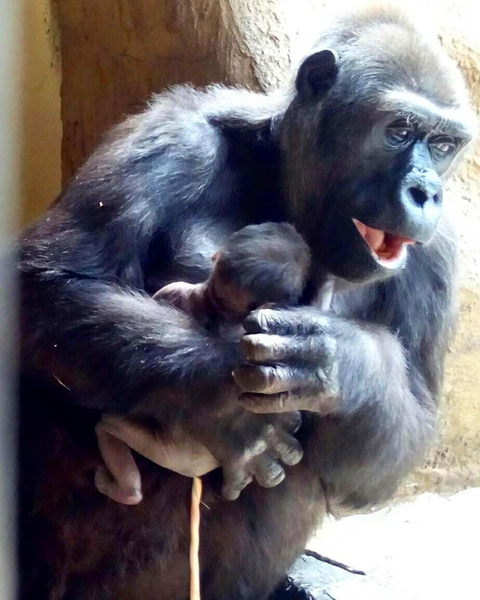 Милота дня: в зоопарке родился горилленок