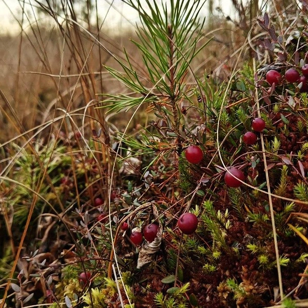 Источник: Павел Глазков / «Каждой твари по паре»