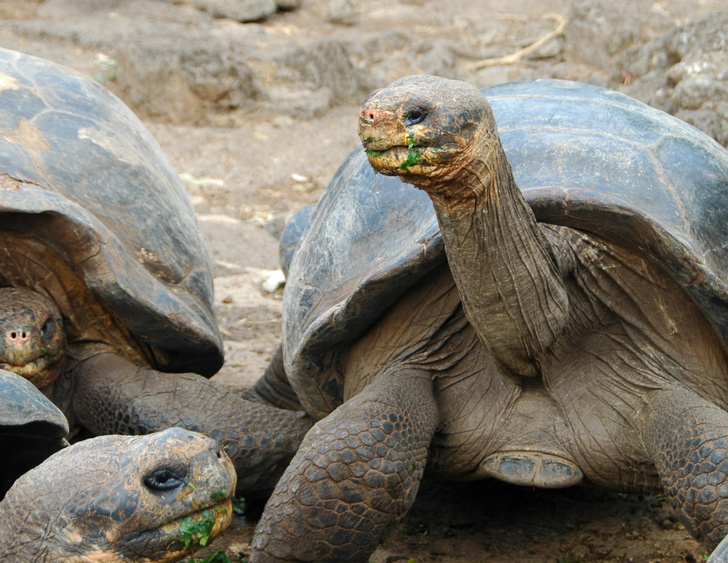 Тише едешь — дольше будешь: как панцирь помог гигантским черепахам обрести долголетие