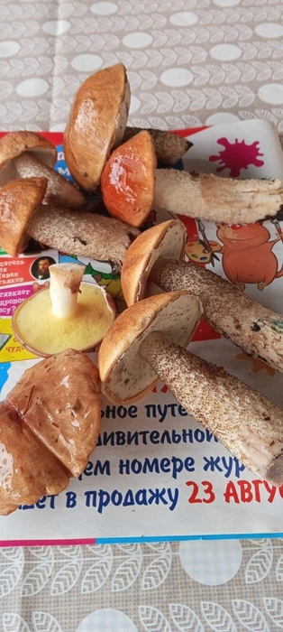 Чувствуете грибной дух? | Источник: Мария Морозова, «IrCity.ru | Новости Иркутска | Байкала | Ангарска | Братска» / T.me