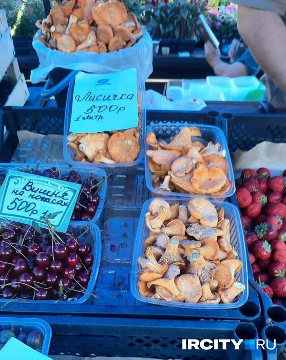 Посмотрите, какие красивые лисички  | Источник: Виктор Лучкин / «ИрСити»