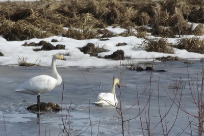 Краснокнижных лебедей-кликунов сняли в Омской области