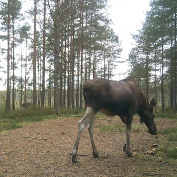 Грибники рискуют остаться ни с чем. У них завелся рогатый конкурент | Источник: Каждой твари по паре / Telegram