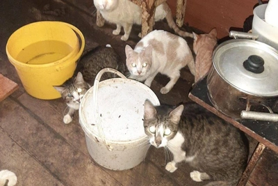Thirteen cats rescued from flooded Samara apartment after owner hospitalized