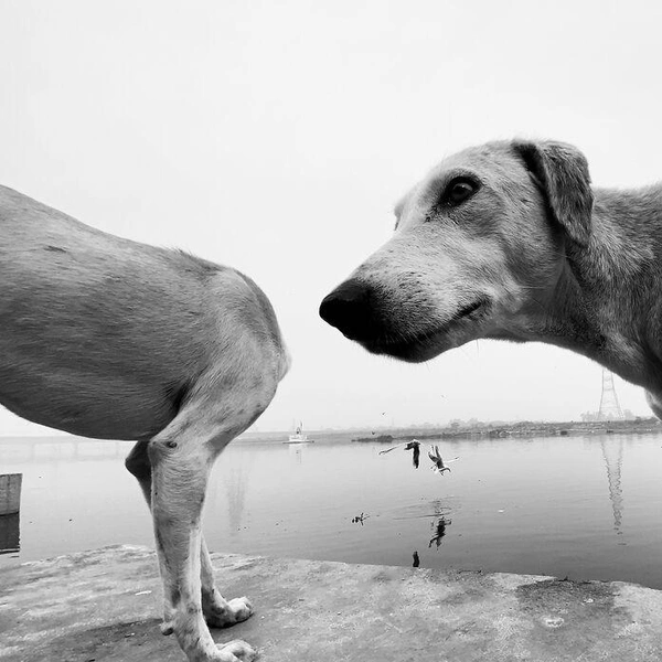 Источник: Comedy Pet Photography Awards