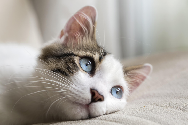 Чем помочь питомцу: кошку рвет белой пеной