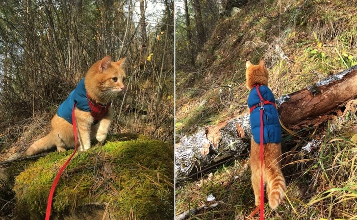 Полдороги идет, потом спит. Посмотрите, какие фото привозит из поездок кошка-тревел-блогер из Омска