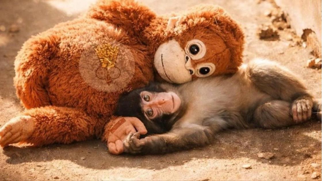 Самая одинокая обезьянка в мире: макака Панч с игрушкой вместо мамы довел соцсети до слез