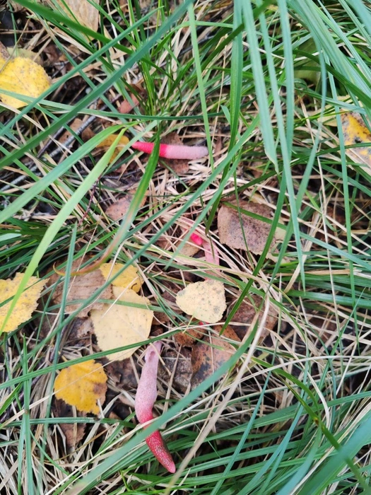 Внешне такие грибы выглядят не очень приятно | Источник: читательница NN.RU