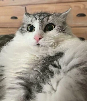 13 котов, которых всё бесит и раздражает: самые смешные фото