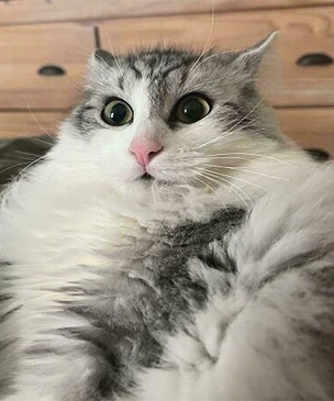 13 котов, которых всё бесит и раздражает: самые смешные фото