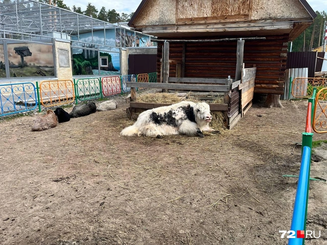Як вживую очень впечатляет: большой и крайне флегматичный зверь | Источник: Анатолий Кузнецов / 72.RU