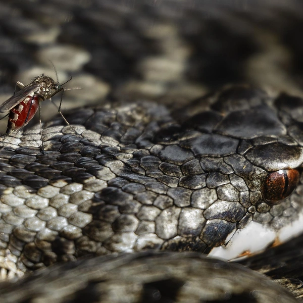 Источник: Esko Pitkänen / Vuoden Luontokuva 2025