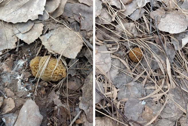 Первые сморчки увидела омичка Юлия Первых  | Источник: Юлия Первых / «Грибы. Грибники Омска и Омской области» / vk.com