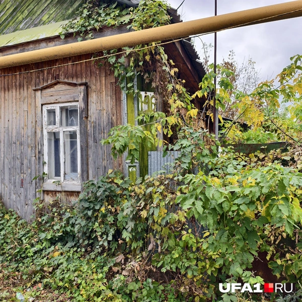 Травой все заросло | Источник: Булат Салихов / UFA1.RU