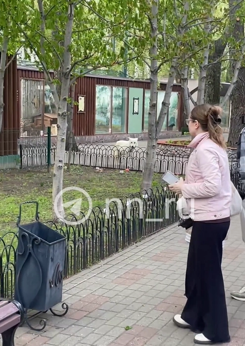 Как животное выбралось из вольера, неизвестно | Источник: читательница NN.RU