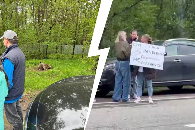 В Подмосковье пенсионер сбил лосенка, который почти сутки лежит у обочины без помощи | Источник: Новости Москвы / T.me