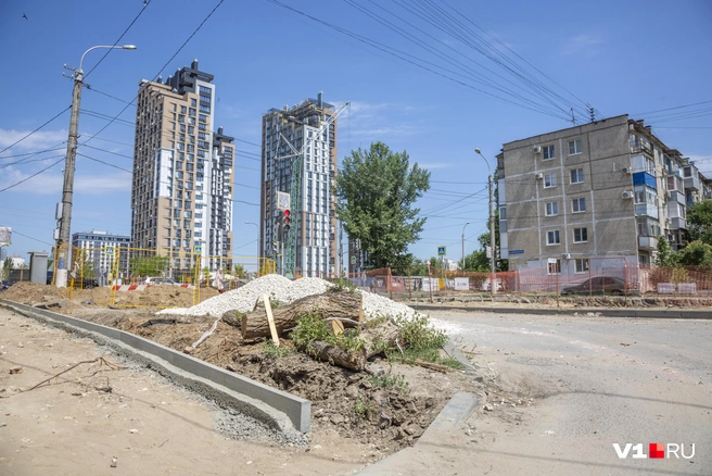 На испепеляющей волгоградской жаре борьба с деревьями приобретает особый смысл | Источник: Константин Завриков / V1.RU