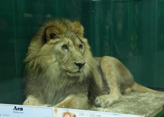 В такого красавца-льва Гоша вырос | Источник: «Иркутский зоопарк» / Telegram