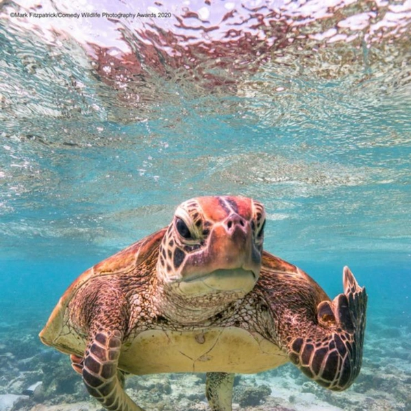 Источник: Mark Fitzpatrick / Comedy Wildlife Photography Awards 2020