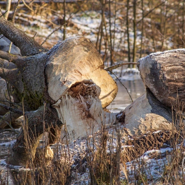 Источник: Nature Conservation Agency of the Czech Republic