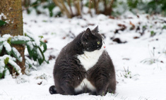 Как понять, что вашему коту не мешало бы похудеть