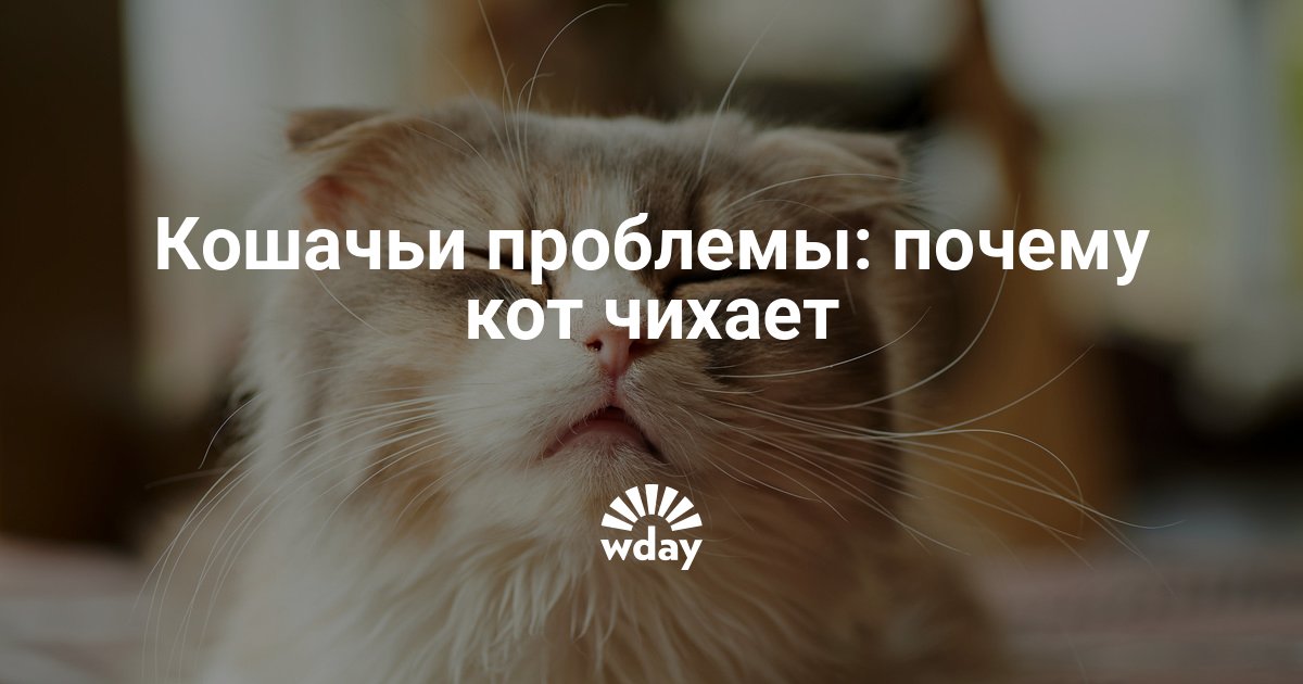 Включи почему кота