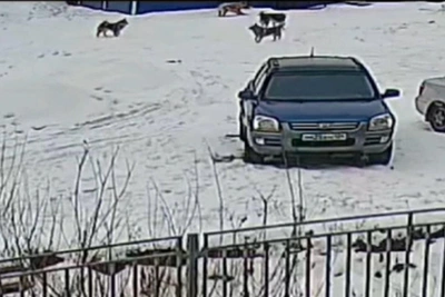 Stray Dogs Scare Children in Solontsy, Force Child Up Tree