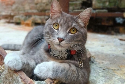 Rescued street cat lives rockstar life in Irkutsk