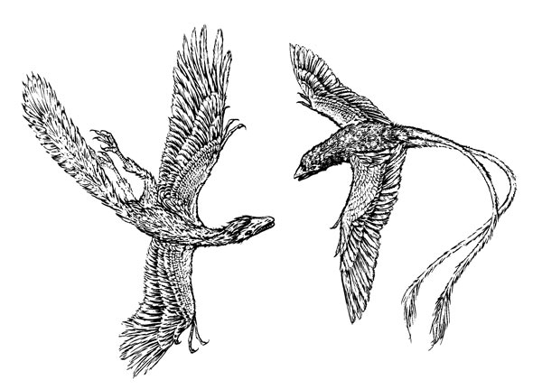 Древняя птица археоптерикс (слева) была, по мнению ученых, черной от головы до кончика многопозвонкового хвоста. Его дальний родственник конфуциусорнис (справа) был черно-бело-рыжим и имел уже короткий, почти птичий хвост с очень длинными перьями | Источник: журнал «Вокруг света»
