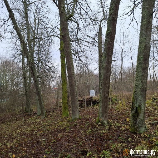 Источник: Ирина Багликова / «Фонтанка.ру»