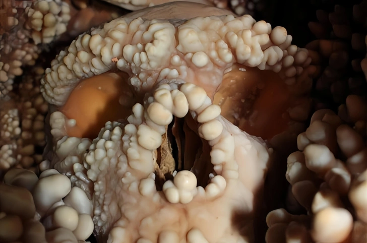 Ученые заглянули внутрь хорошо сохранившегося неандертальского носа, чтобы разгадать тайну лиц наших предков