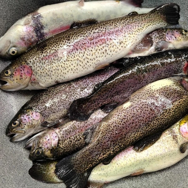 Источник: trout_fish_farm / Vk.com