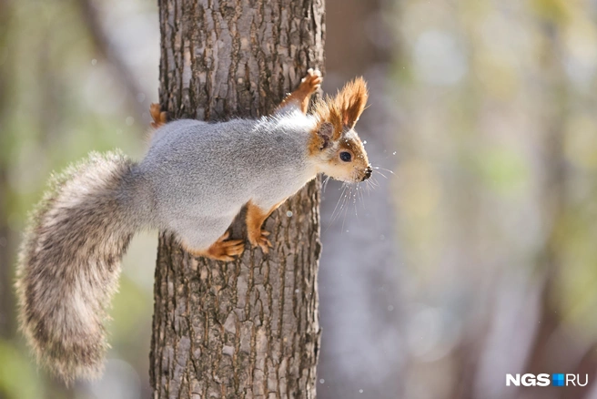 Октябрь напугал сибиряков снегом, правда, сейчас из-за тепла он почти сошел | Источник: Александр Ощепков / NGS.RU