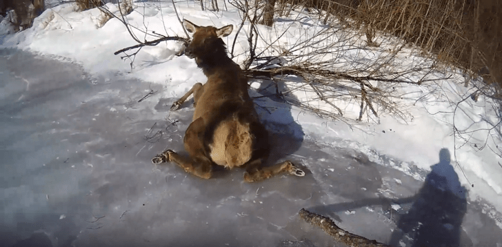 Могла погибнуть: в сибирском нацпарке спасли застрявшую на льду олениху