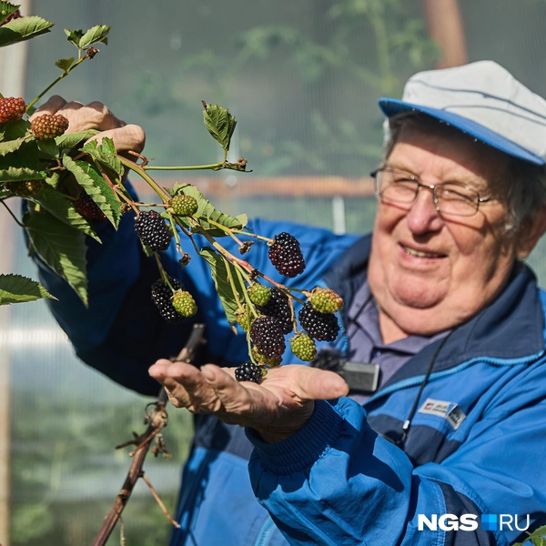Агроном смог приспособить для Сибири сорта ежевики | Источник: Александр Ощепков / NGS.RU