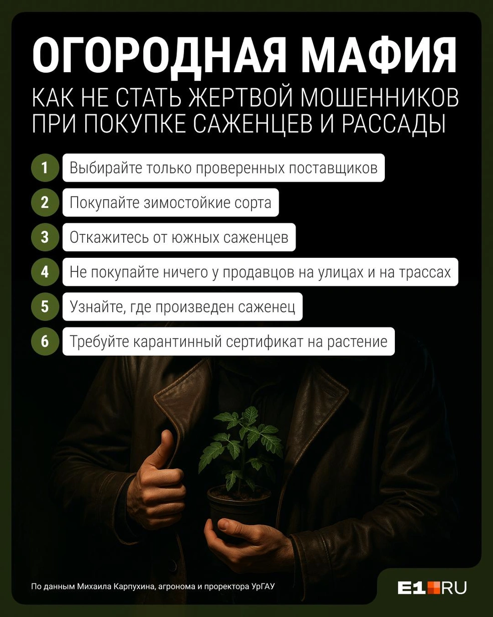 Выбирая рассаду, остерегайтесь подделок! | Источник: Филипп Сапегин / E1.RU
