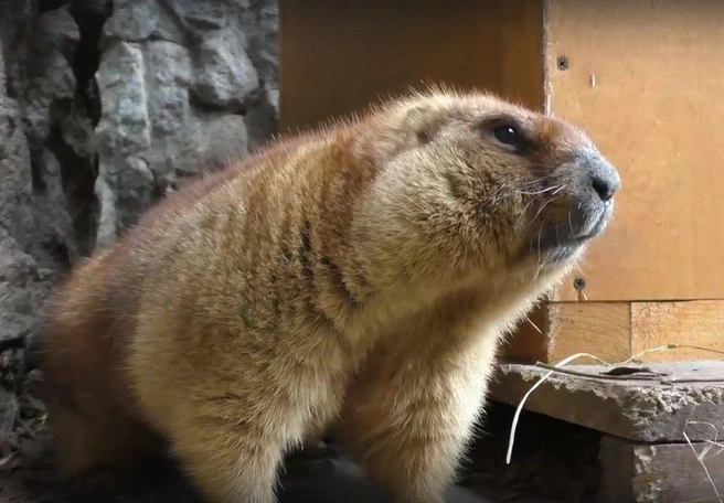Кадр из видео в паблике «ЛЕНИНГРАДСКИЙ ЗООПАРК» | www.fontanka.ru