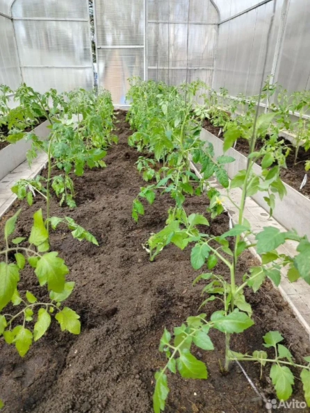 Так рассада выглядит в теплице | Источник: Сайт бесплатных объявлений
