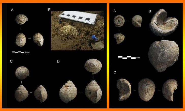 Мне просто для коллекции: в пещере неандертальцев нашли раковины, которые они никак не использовали