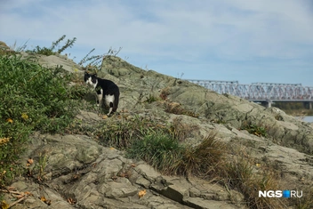 Так что если вам интересно, откуда пошло название Камень-на-Оби, то вот сотсюда. С вот этого самого камня | Источник: Александр Ощепков / NGS.ru