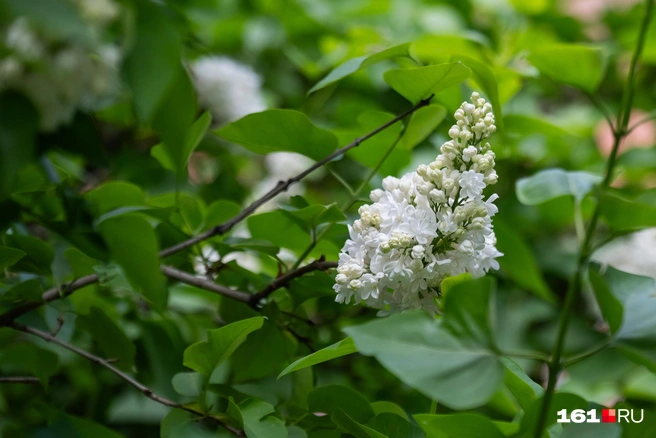 Источник: Евгений Вдовин / 161.RU