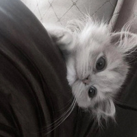 Аватарка veamichel