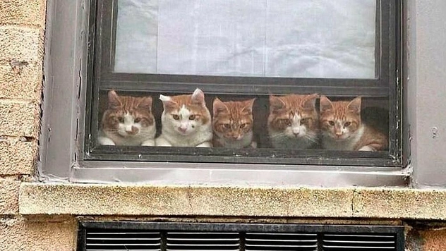 Смешные и загадочные коты в окнах
